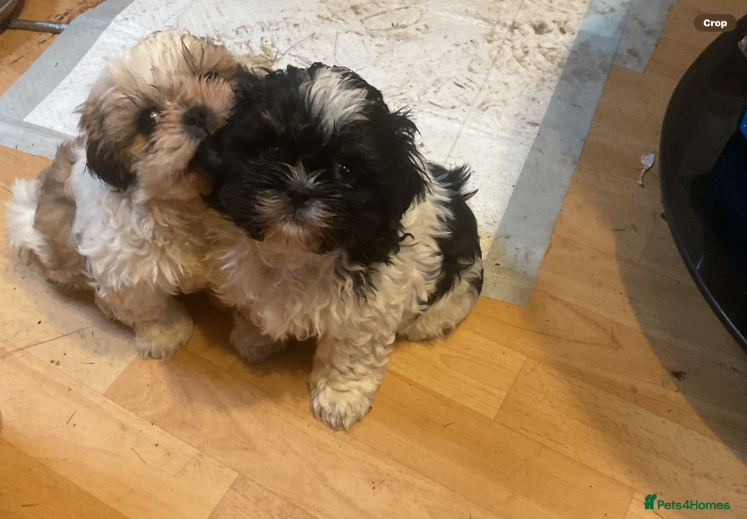 Shih Tzu dogs for sale: Shih Tzu puppies  - Advert 2