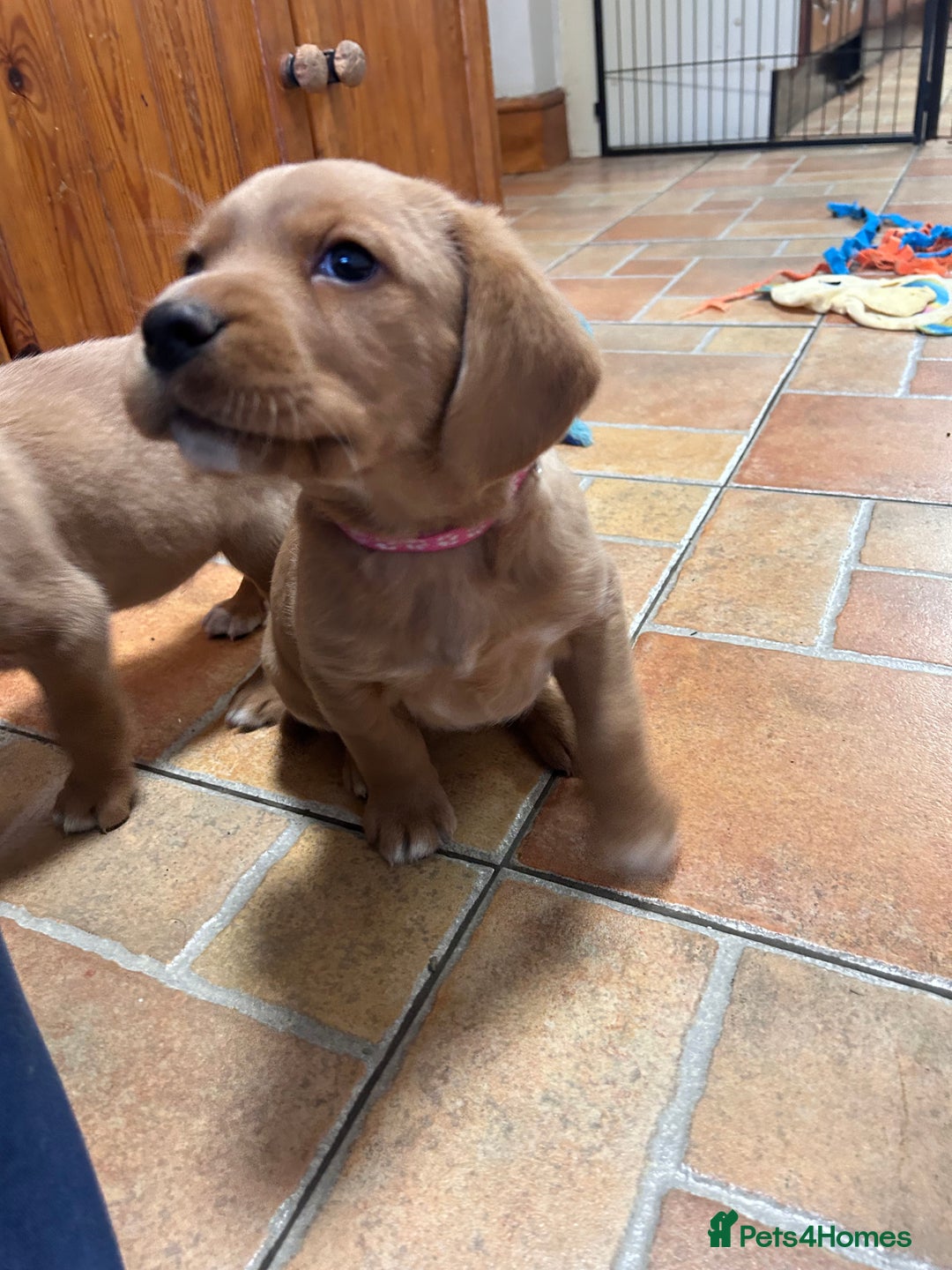 Mixed Breed dogs for sale: BEAUTIFUL GOLDEN BEAGADOR PUPPIES! - Advert 16