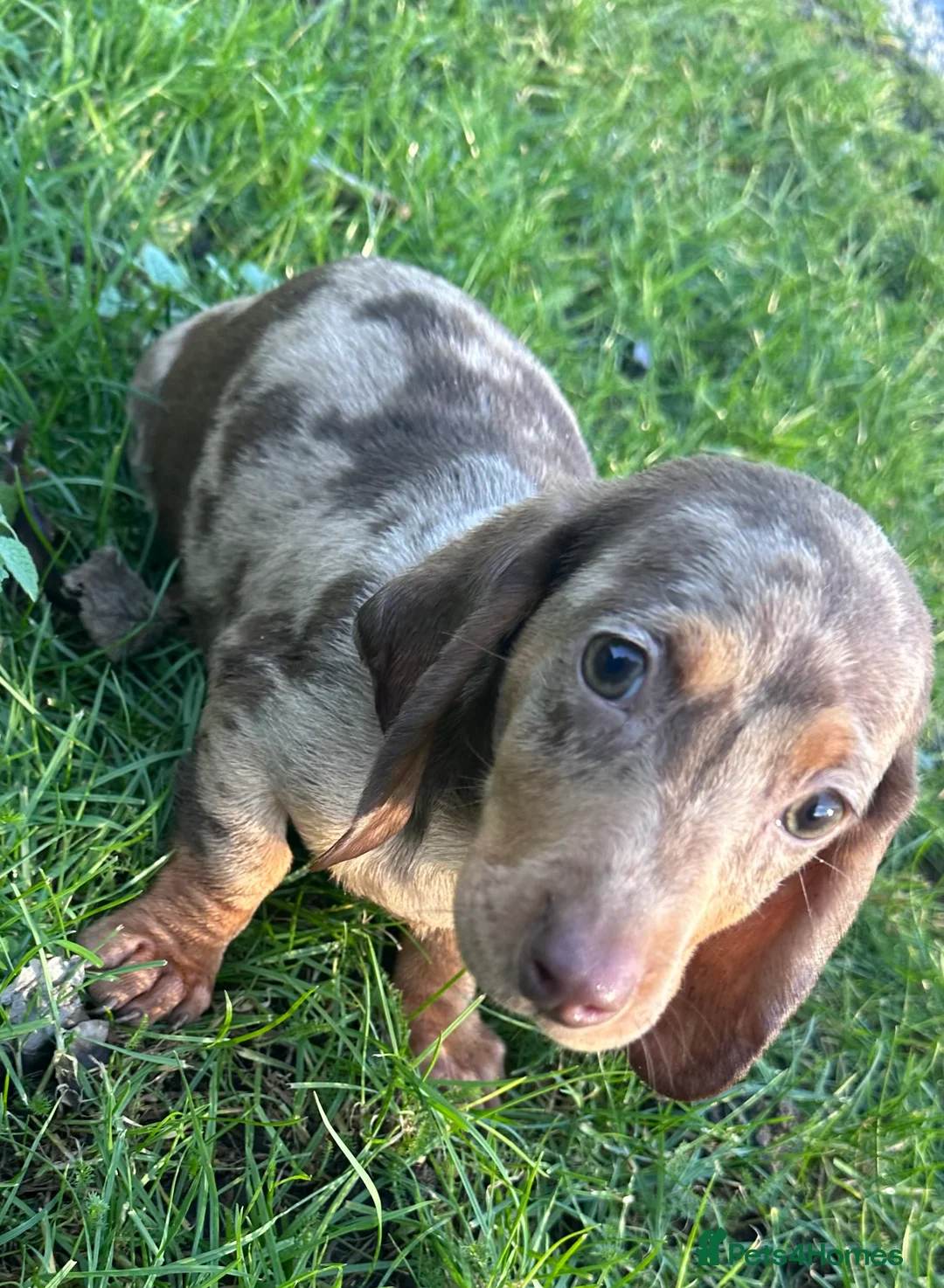 Miniature Dachshund dogs for sale: Miniature boy dachshunds - Advert 3