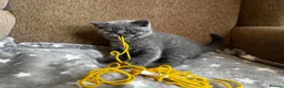 British Shorthair cats for sale: 🩶 TICA Registered British Shorthair Kittens in London - Advert 9