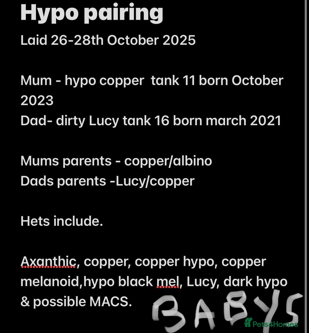 Axolotl reptiles for sale: Juvenile axolotl  - Advert 9