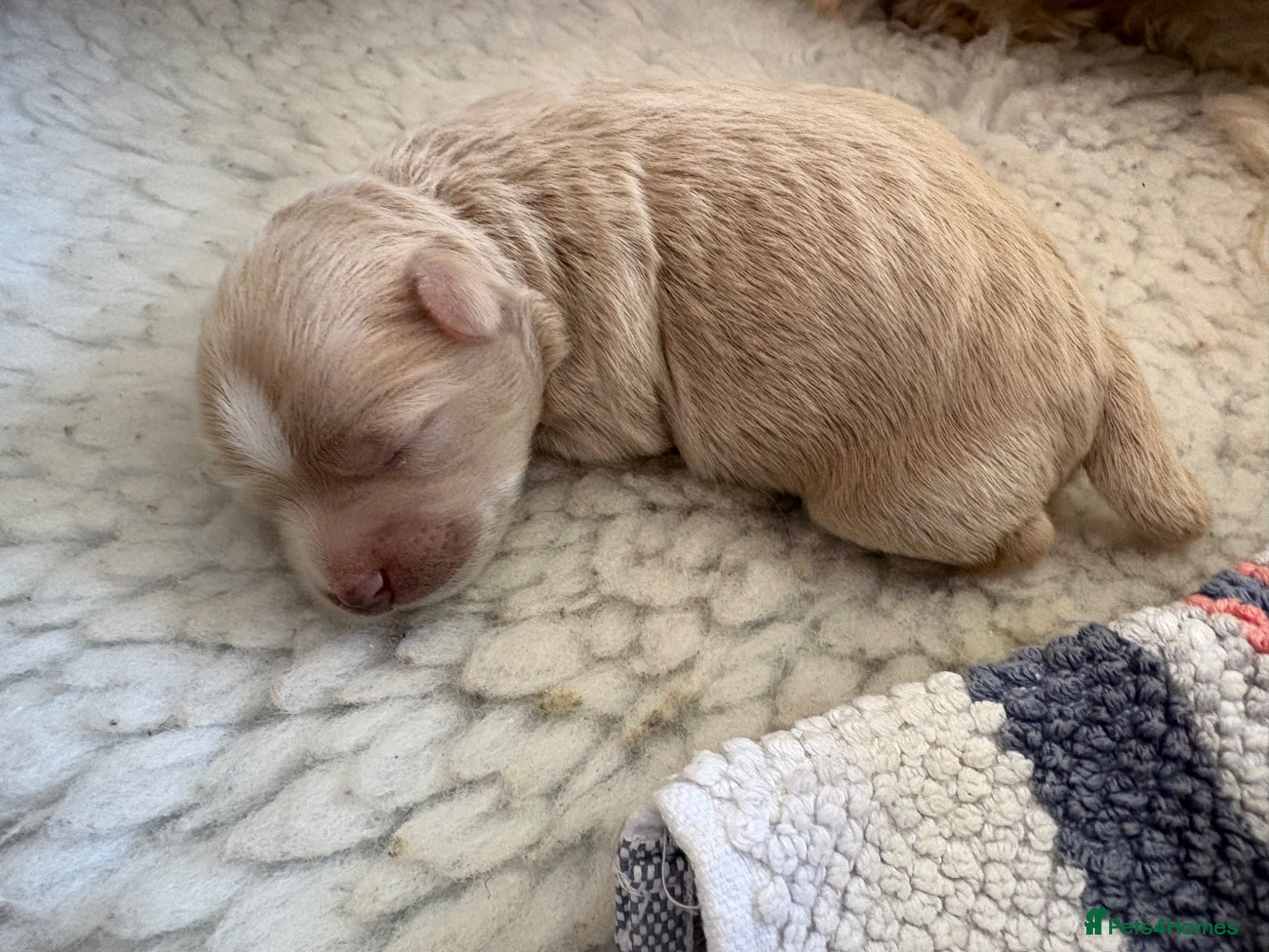 Maltipoo dogs Male Maltipoo puppy, ready June  - Advert 3