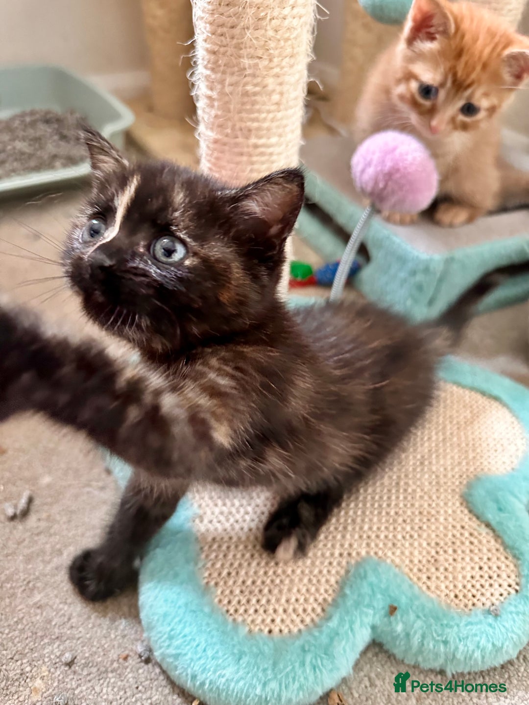Mixed Breed cats for sale: Amiable bengal mix tabby kittens - Image 18