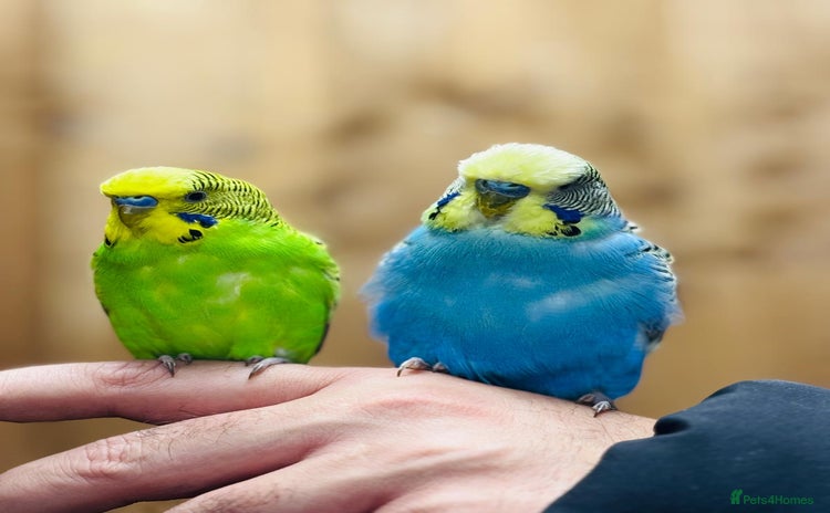 Budgerigars birds Budgies  - Advert 1