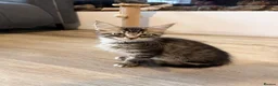 Mixed Breed cats for sale: Raccoon Kittens  - Advert 5