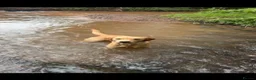 Labrador Retriever dogs for stud: KC working Labrador stud  - Advert 7