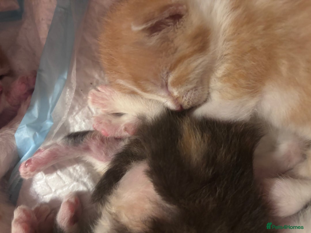 Domestic Shorthair cats for sale: 5 Gorgeous Kittens -  ready on the 7th January  - Advert 9