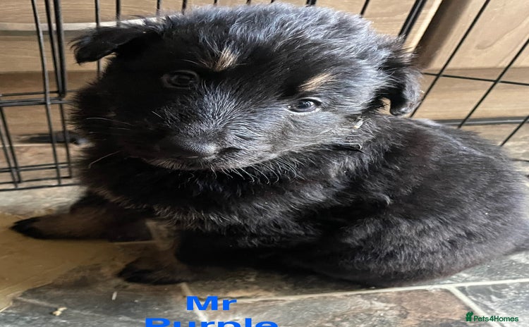 German Shepherd dogs Straight-topline German Shepherd puppies - Advert 2