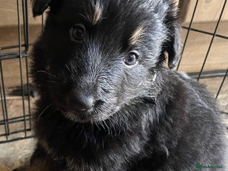 German Shepherd dogs Straight-topline German Shepherd puppies - Advert 3