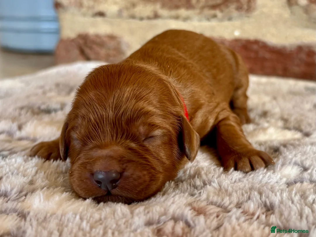 Cavapoo dogs for sale: F1 cavapoos  - Advert 20