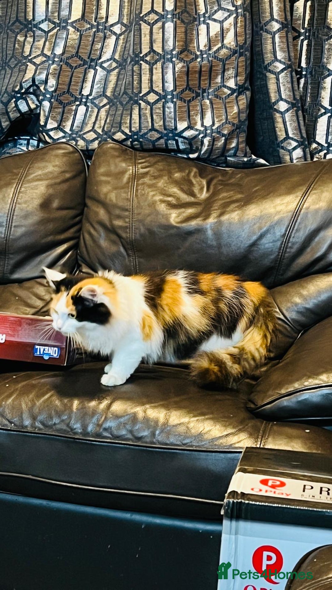 Mixed Breed cats for sale: Mainecoon cross  - Advert 8