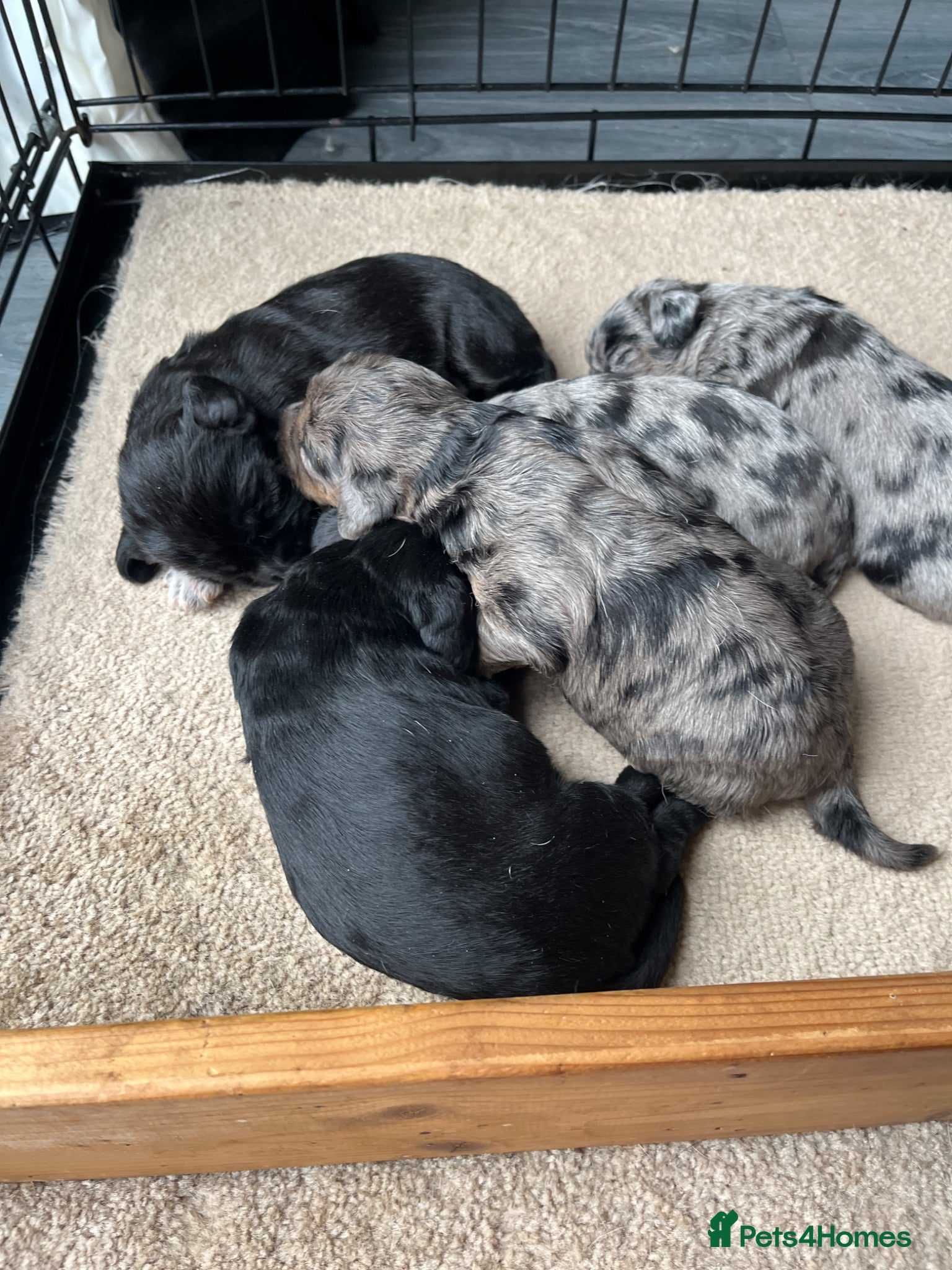Mixed Breed dogs Beagle x poodle puppies - Advert 12