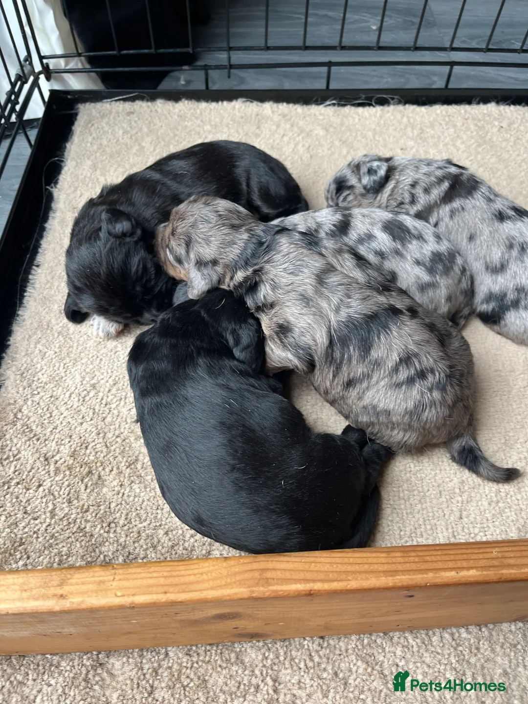 Mixed Breed dogs for sale: Beagle x poodle puppies in Newton Abbot - Advert 1