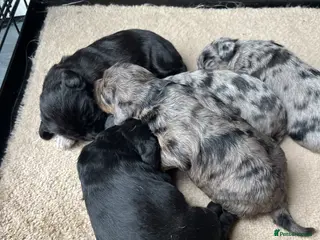 Mixed Breed dogs Beagle x poodle puppies - Advert 12