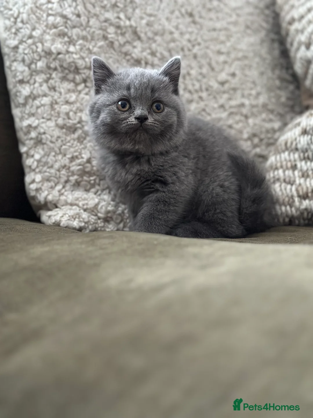 British Shorthair cats for sale: GCCF Registered British Shorthair kittens  - Advert 5
