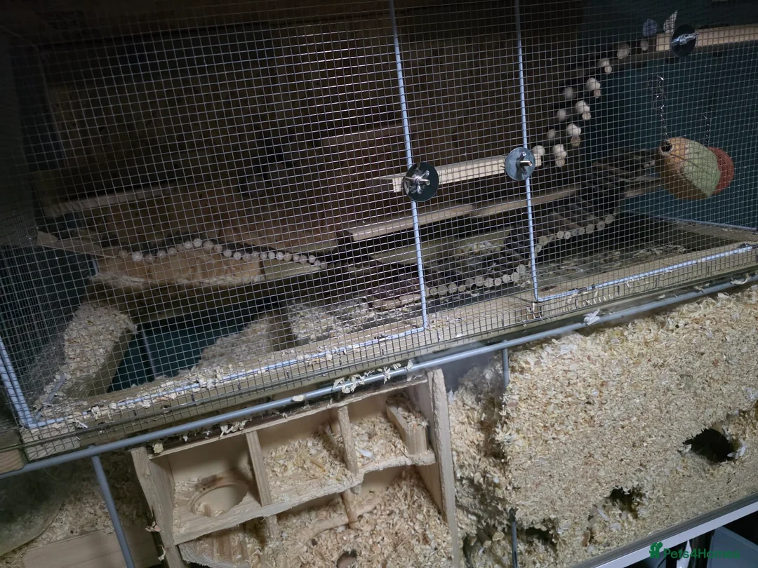 Gerbil rodents for sale: 3 male Gerbils, full set up same extras - Advert 2