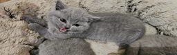 British Shorthair cats for sale: GCCF British Shorthair Kittens - Advert 5
