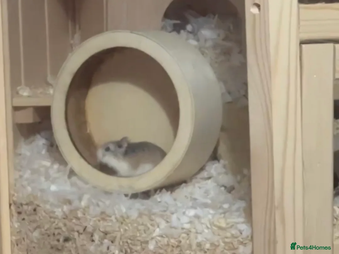 Hamster rodents for sale: Hamster Rodents 2 males with big cage  - Advert 2