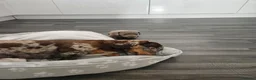 Miniature Dachshund dogs for sale: Miniature dachshund  - Advert 2