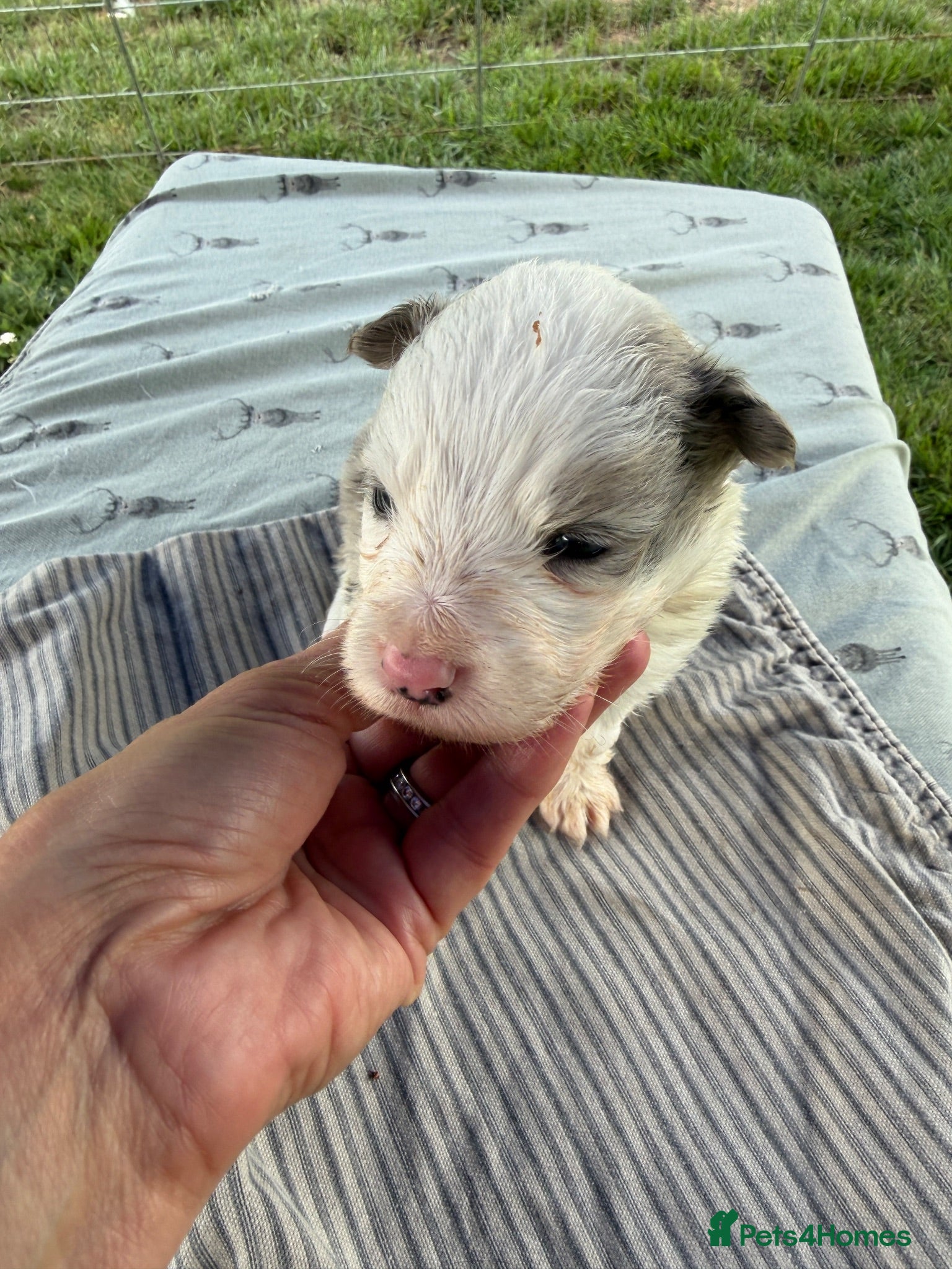 Border Collie dogs Lovely Blue Merle Border Collie Puppies - Advert 2
