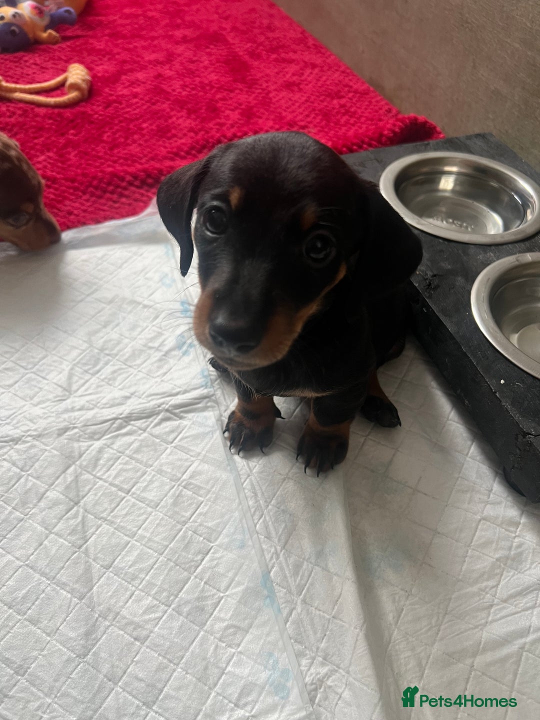 Dachshund dogs for sale: Beautiful daschund’s for sale  - Advert 9