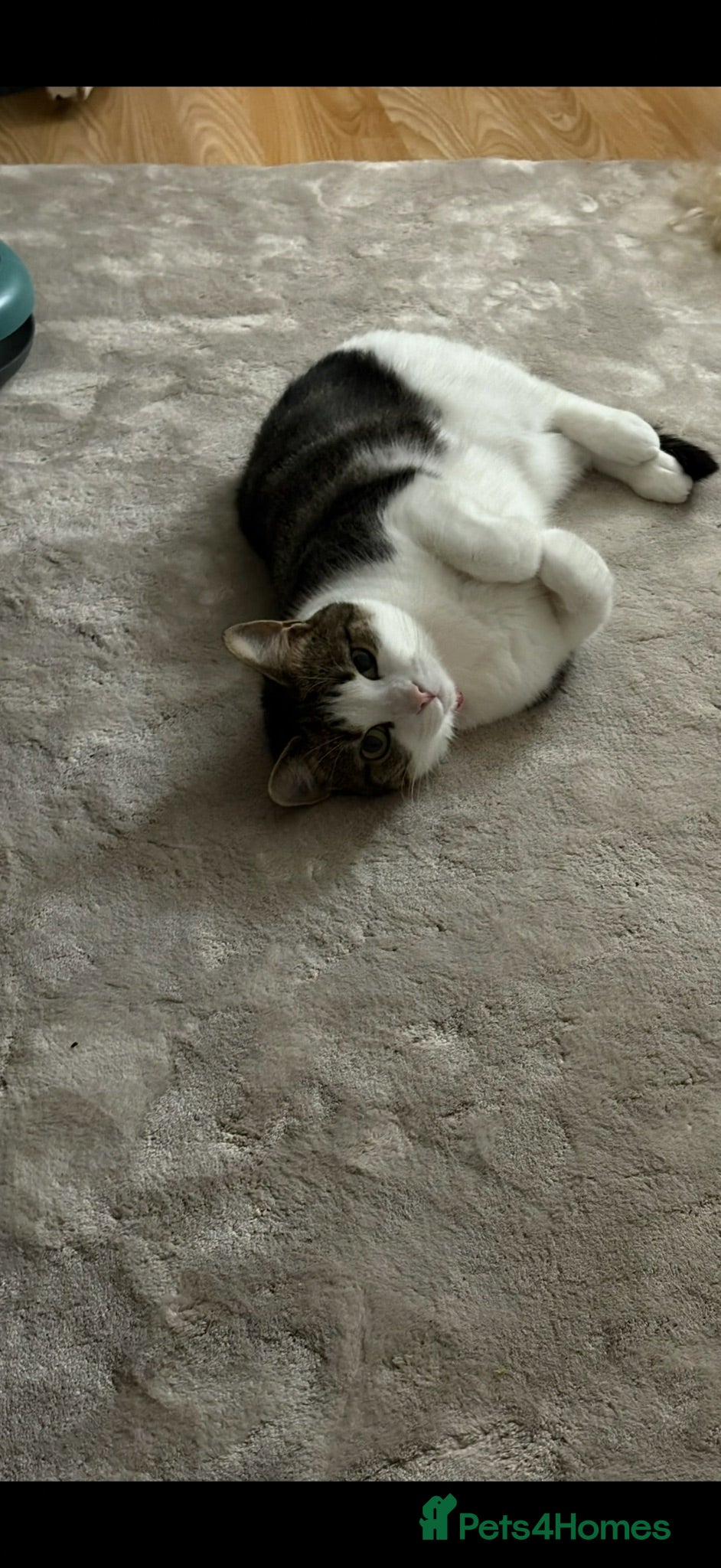 British Shorthair cats Dolly  - Advert 18