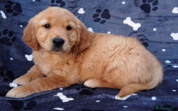 Golden Retriever dogs for sale: Golden retriever puppies extensively health tested - Image 5