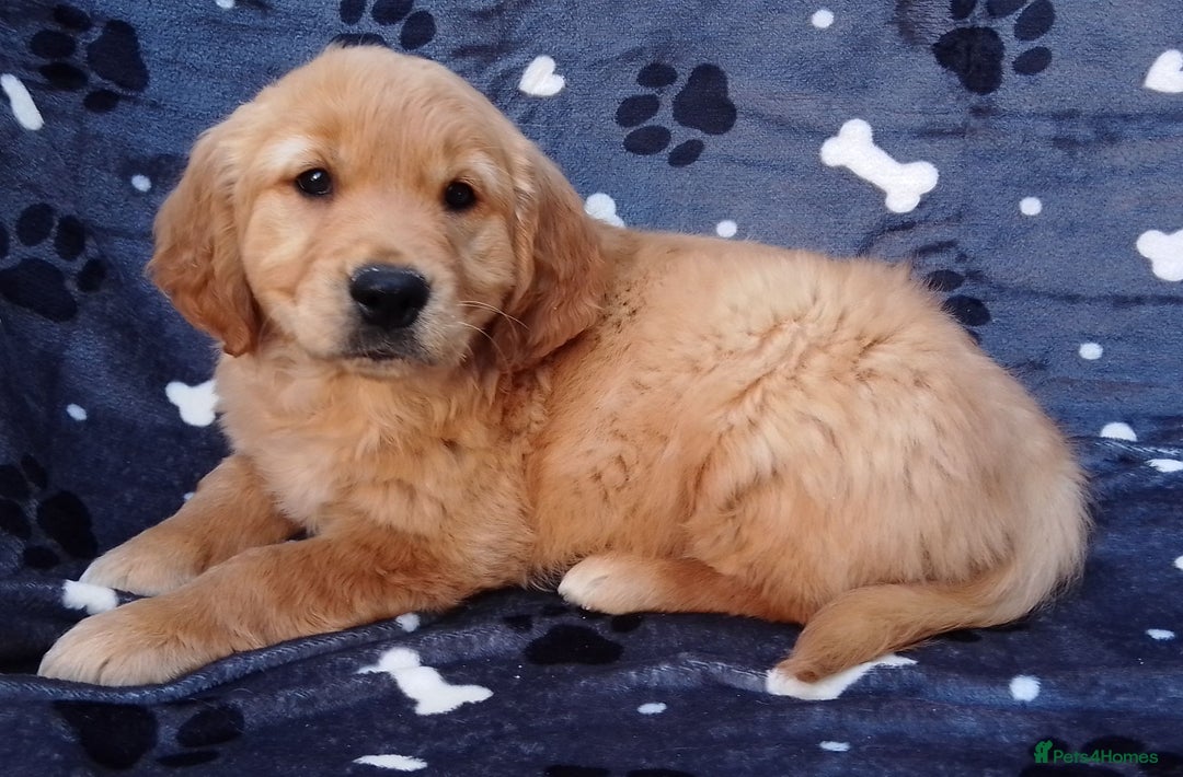 Golden Retriever dogs for sale: Golden retriever puppies extensively health tested - Image 5