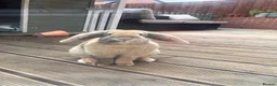 Mini Lop rabbits for sale: Bonded pair - mini lop & English cross  in Melton Mowbray - Advert 3