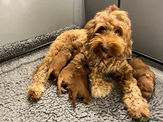 Mixed Breed dogs - Advert 1