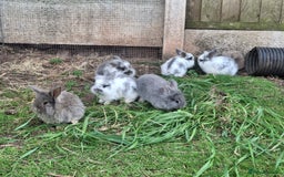 Mini Lion Lop rabbits for sale: Mini lionlops  - Image 4