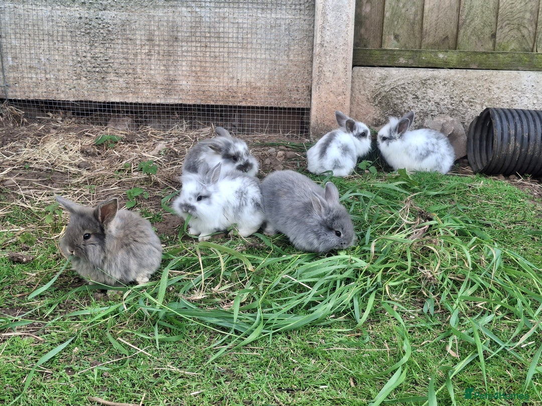 Mini Lion Lop rabbits for sale: Mini lionlops  - Image 4
