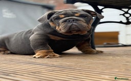 English Bulldog dogs for sale: World class bulldogs  - Image 7