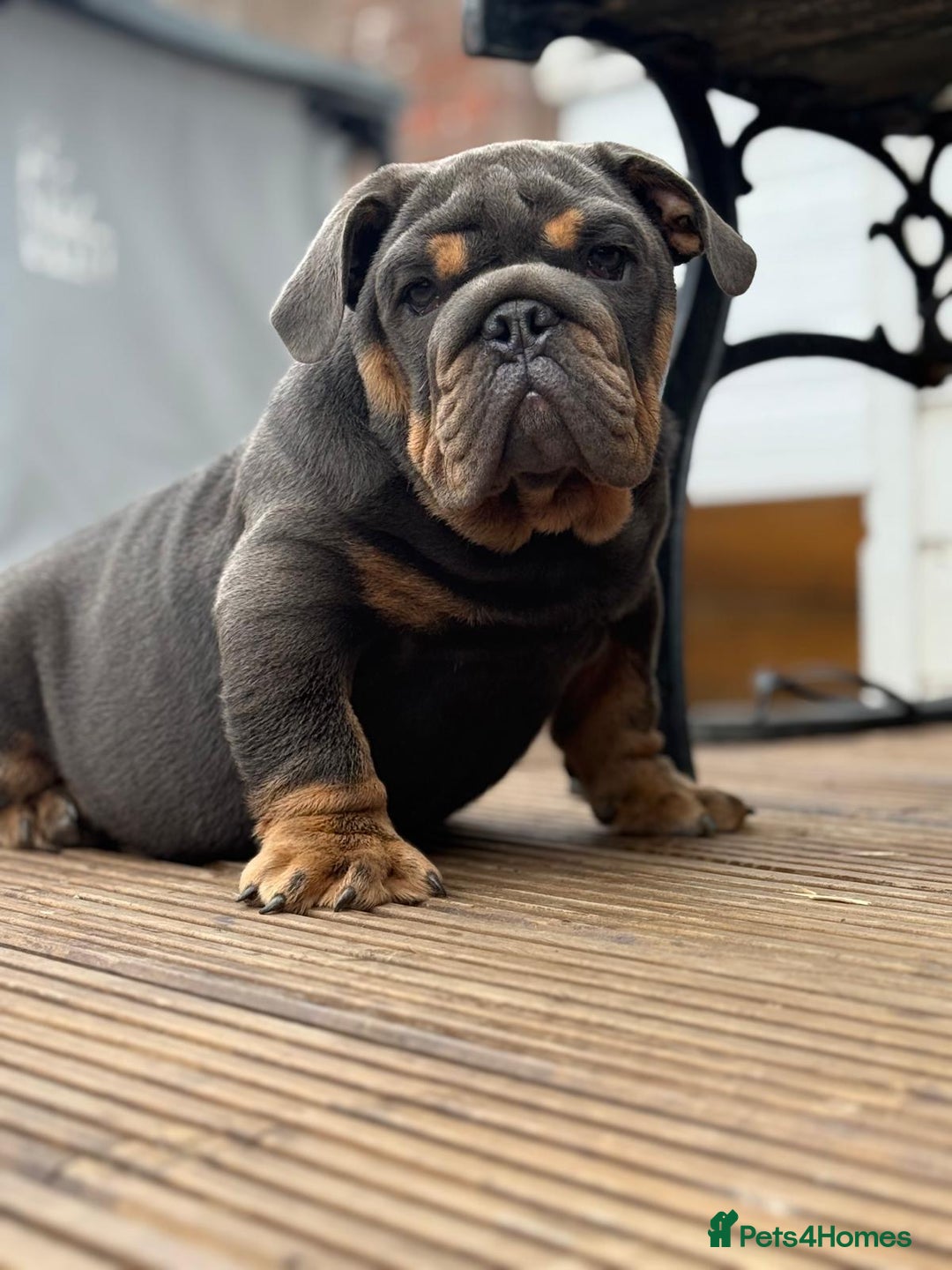 English Bulldog dogs for sale: World class bulldogs  - Image 7