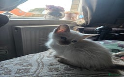 Siamese cats for sale:  Two chocolate point beautiful babies  - Image 23