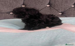 Maltipoo dogs for sale: Maltipoo puppies for sale  - Image 6