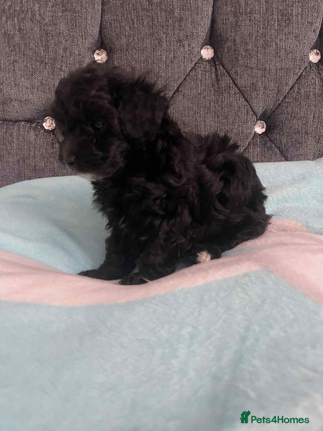 Maltipoo dogs for sale: Maltipoo puppies for sale  - Image 6