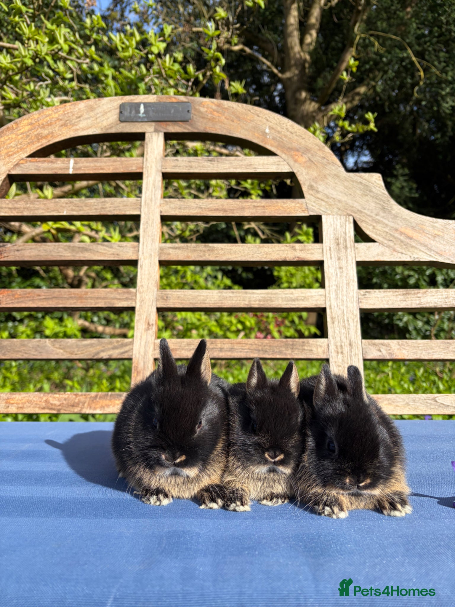 Netherland Dwarf rabbits Gorgeous Black Otter Netherland Dwarfs  - Advert 1