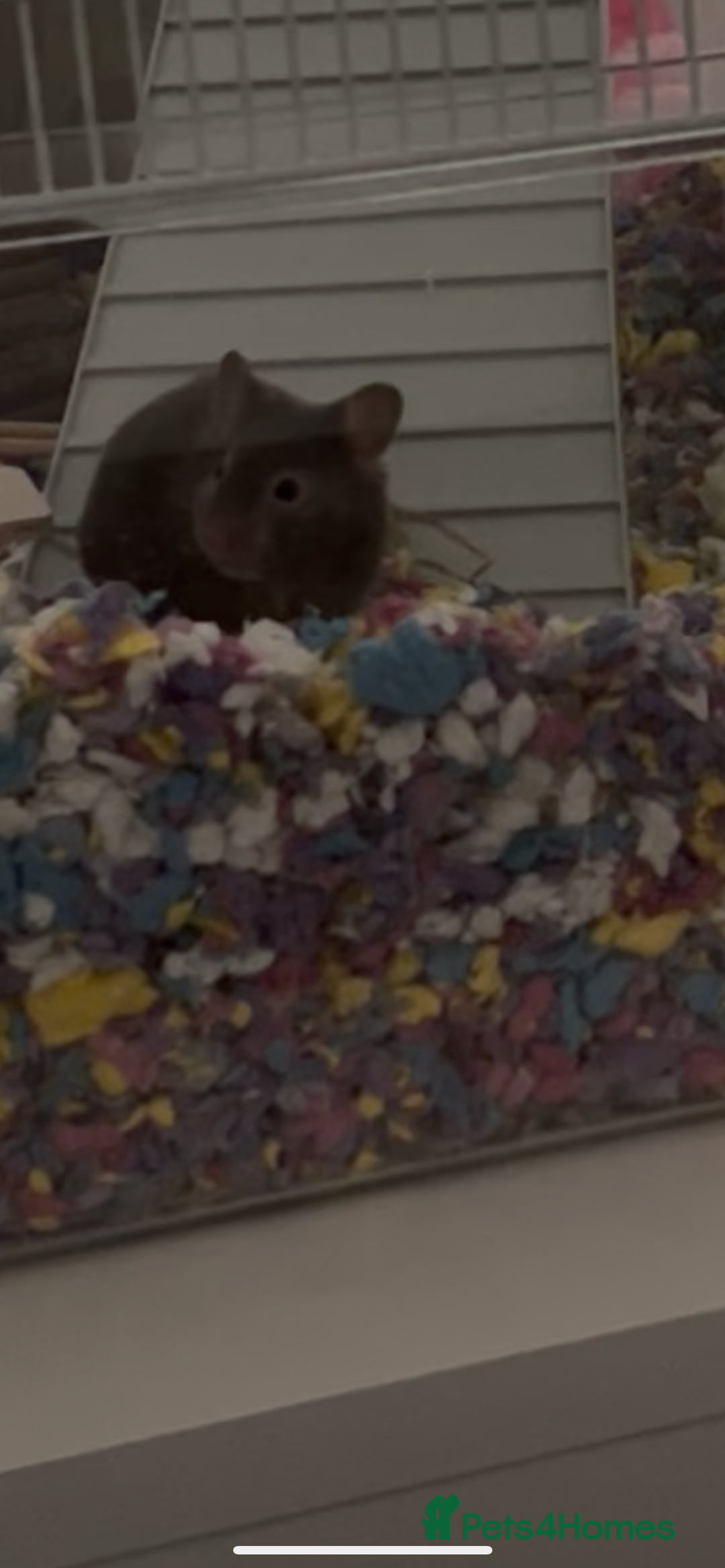 Hamster rodents for sale: Female Syrian hamster - Image 2