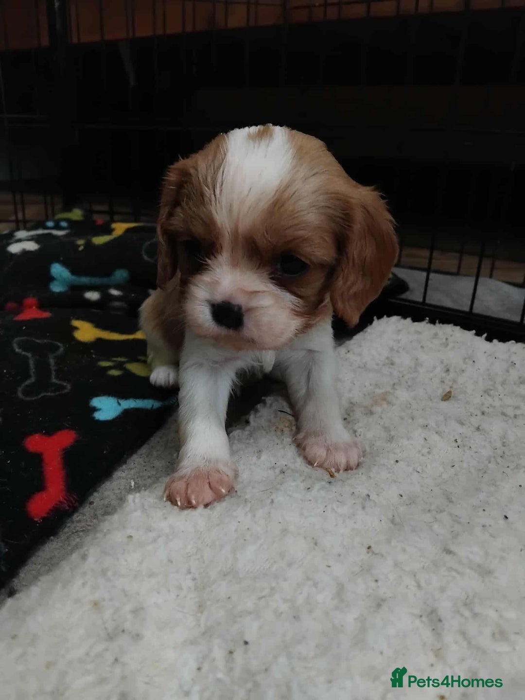 Cavalier King Charles Spaniel dogs for sale: King Charles cavalier puppies ready on 25th Sept! - Image 2