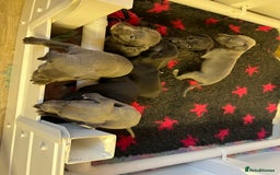 Whippet dogs for sale: Bedlington/Whippet Puppies - Advert 5