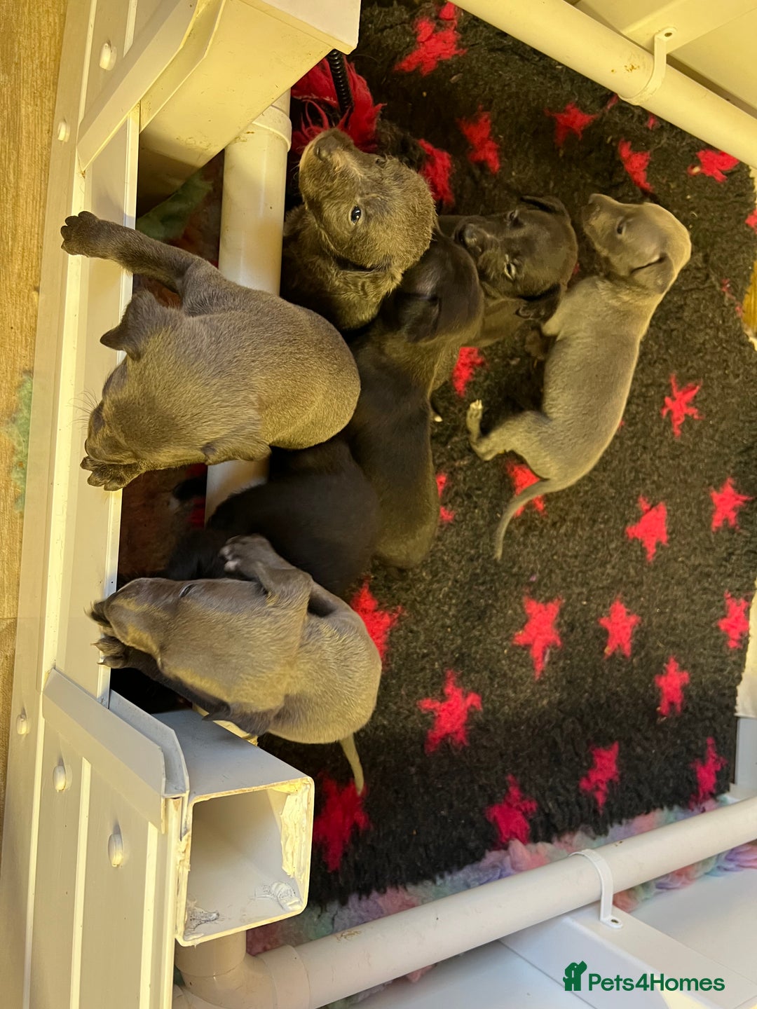 Whippet dogs for sale: Bedlington/Whippet Puppies - Advert 5