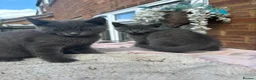 British Shorthair cats for sale: 2 female blue BSH  - Advert 4