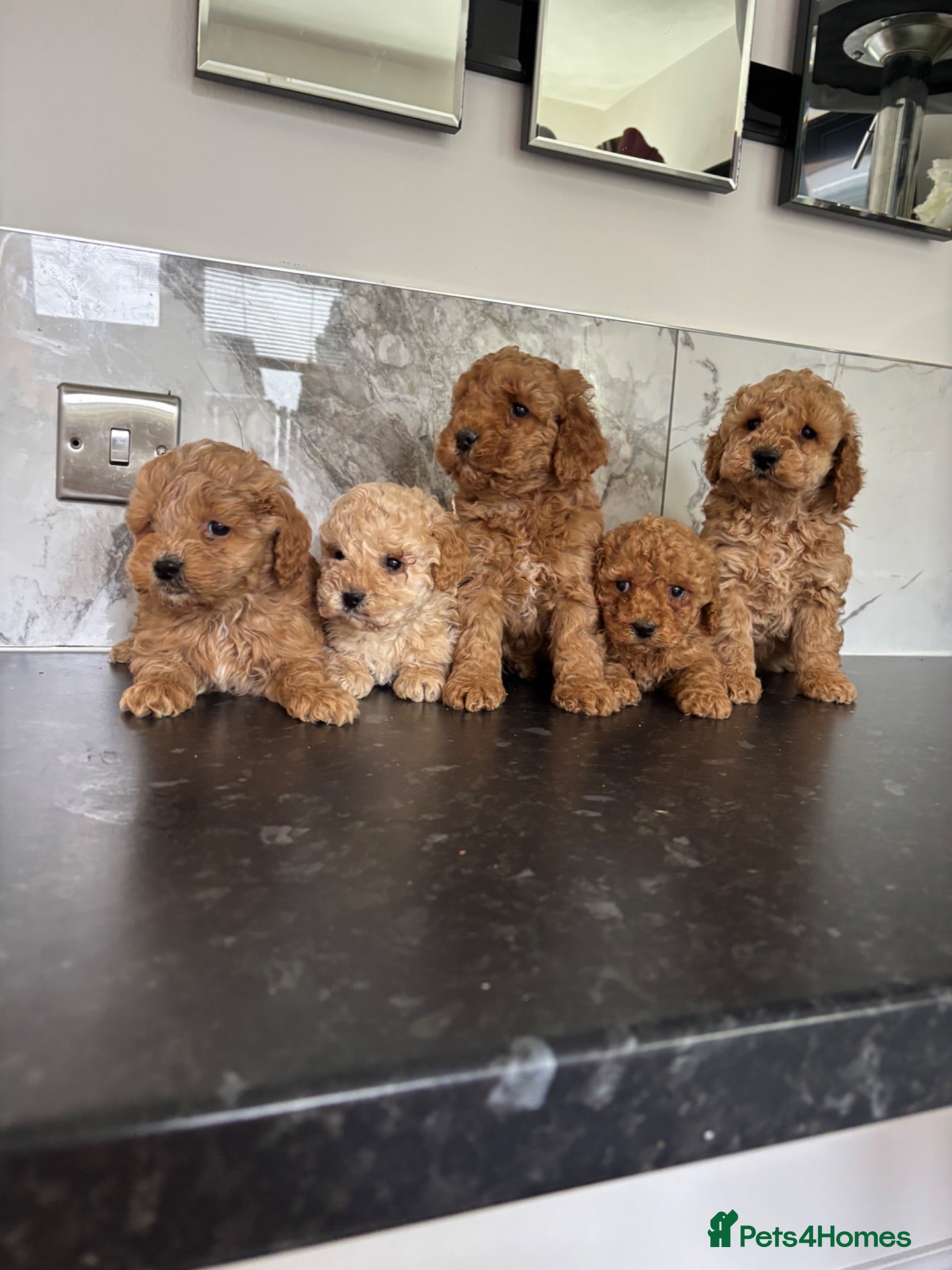 Cavapoo dogs Ready now f1 Cavapoo puppies (toy poodle) - Advert 8