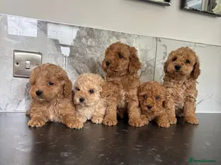 Cavapoo dogs Ready now f1 Cavapoo puppies (toy poodle) - Advert 9
