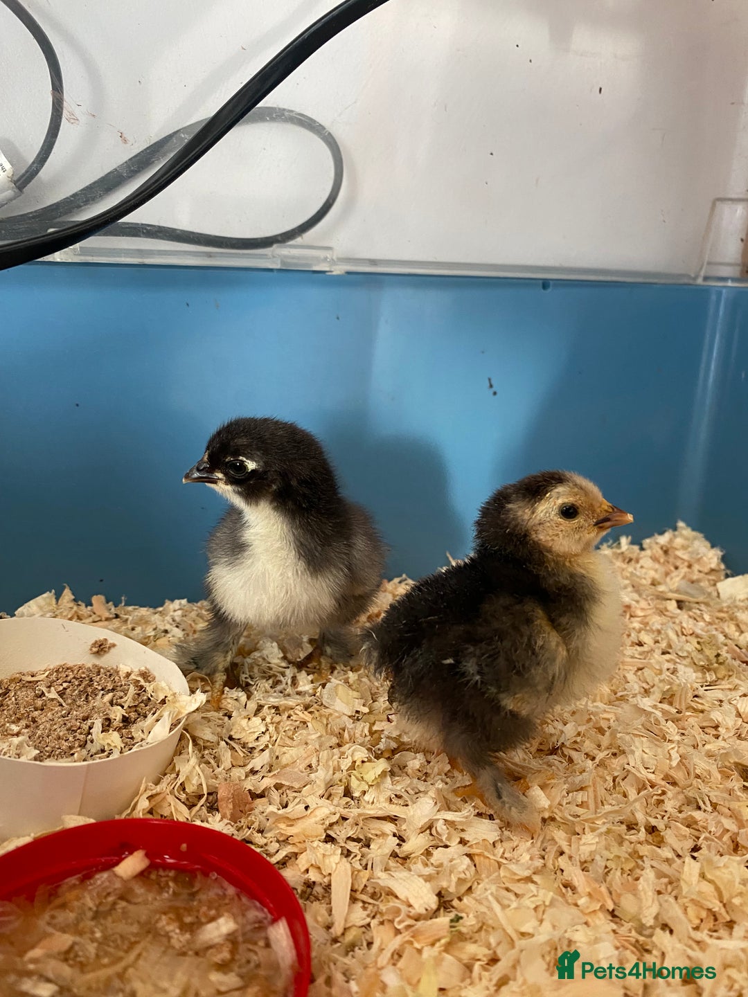 Chickens poultry for sale: Last 2 Pekin chicks £15 for both  - Advert 2