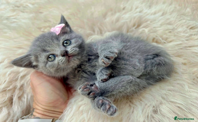 British Shorthair cats - Advert 4