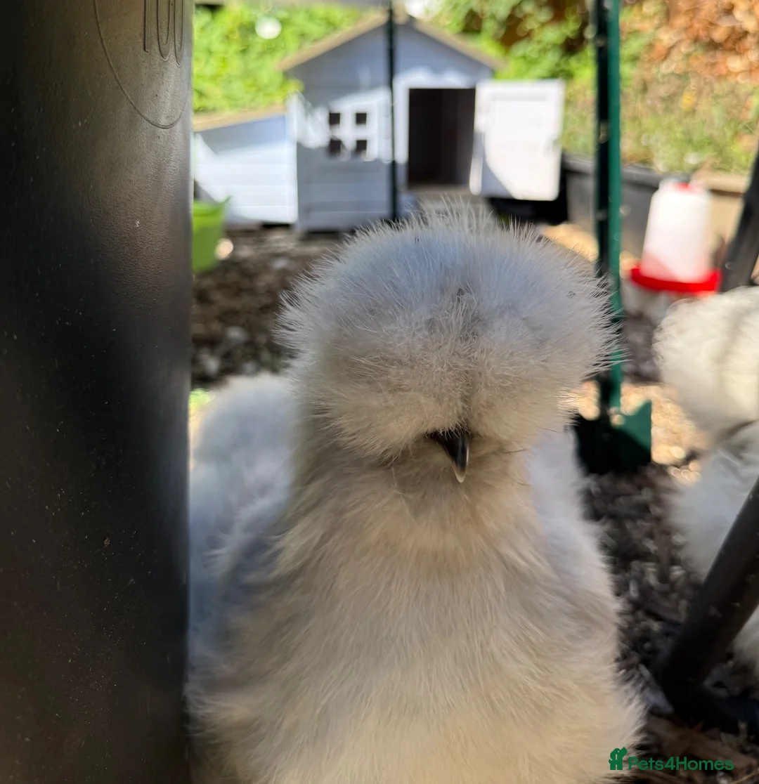 Hens poultry for sale: 3 Lavender Silkie hens - inc hen house - feed etc  - Advert 1