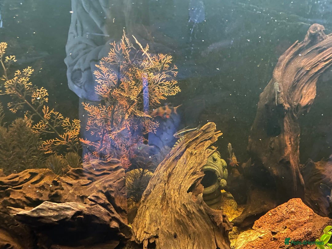 Loaches fish for sale: 4ft aquarium fish tank - Advert 6