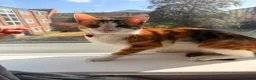 Mixed Breed cats for sale: Tink is a beautiful part tica bengal kitten  - Advert 1
